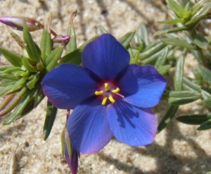 Ans Gorter, le 19 février 2014 (Province de Cadix (Zahora plage))