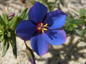 Ans Gorter, le 19 février 2014 (Province de Cadix (Zahora plage))