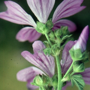 Photographie n°222276 du taxon Lavatera cretica L. [1753]