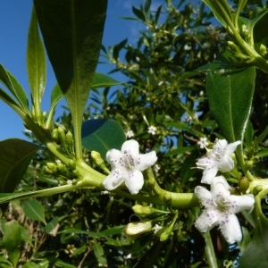 Photographie n°222312 du taxon Myoporum tenuifolium G.Forst. [1786]