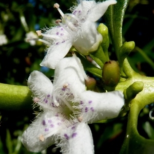 Photographie n°222313 du taxon Myoporum tenuifolium G.Forst. [1786]