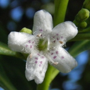 Myoporum tenuifolium G.Forst. (Manotoka)