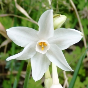 Narcissus papyraceus Ker Gawl. (Paper-white Daffodil)