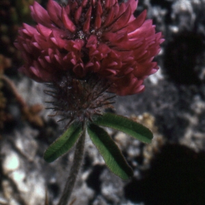 Photographie n°222329 du taxon Trifolium alpestre L. [1763]