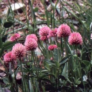 Photographie n°222330 du taxon Trifolium alpestre L. [1763]