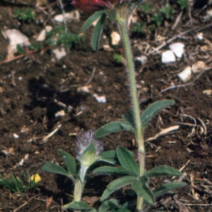 Photographie n°222331 du taxon Trifolium alpestre L. [1763]