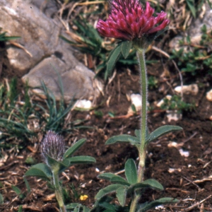 Photographie n°222335 du taxon Trifolium alpestre L. [1763]