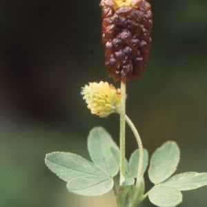 Photographie n°222339 du taxon Trifolium spadiceum L. [1755]