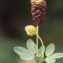 Liliane Roubaudi - Trifolium spadiceum L. [1755]