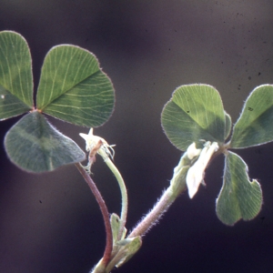 Photographie n°222341 du taxon Trifolium subterraneum L. [1753]