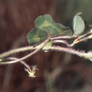 Photographie n°222347 du taxon Trifolium subterraneum L. [1753]