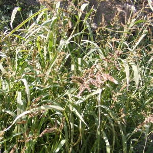 Photographie n°222350 du taxon Echinochloa crus-galli (L.) P.Beauv.