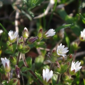 Photographie n°222379 du taxon Cerastium fontanum subsp. vulgare (Hartm.) Greuter & Burdet [1982]