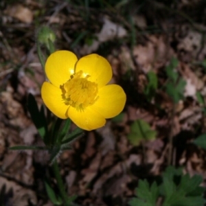 Photographie n°222406 du taxon Ranunculus bulbosus L. [1753]