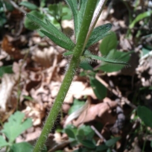 Photographie n°222408 du taxon Ranunculus bulbosus L. [1753]