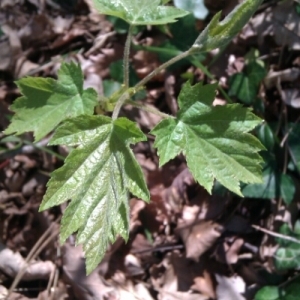 Photographie n°222411 du taxon Sorbus torminalis (L.) Crantz [1763]