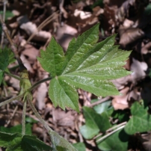 Photographie n°222412 du taxon Sorbus torminalis (L.) Crantz [1763]
