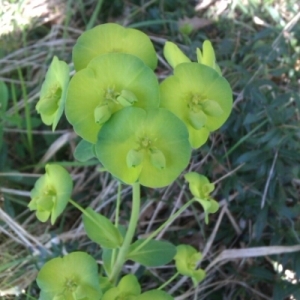 Photographie n°222420 du taxon Euphorbia amygdaloides L.