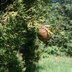 Photographie n°222433 du taxon Cupressus L. [1753]