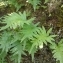  Pauline Guillaumeau - Polypodium cambricum L. [1753]