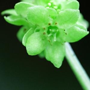 Photographie n°222439 du taxon Adoxa moschatellina L. [1753]