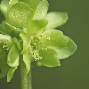 Photographie n°222440 du taxon Adoxa moschatellina L. [1753]