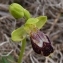  Ans Gorter - Ophrys fusca Link [1800]