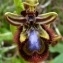  Ans Gorter - Ophrys speculum Link [1799]