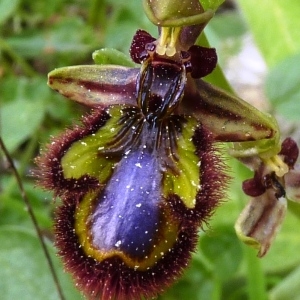 Photographie n°222473 du taxon Ophrys speculum Link [1799]