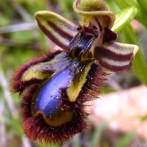 Photographie n°222474 du taxon Ophrys speculum Link [1799]