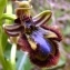  Ans Gorter - Ophrys speculum Link [1799]