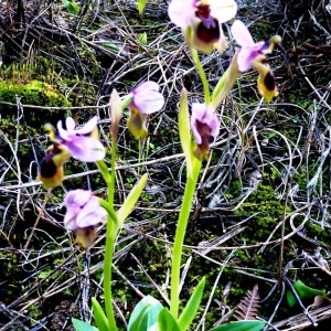 Photographie n°222476 du taxon Ophrys tenthredinifera Willd. [1805]