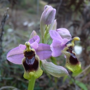 Photographie n°222478 du taxon Ophrys tenthredinifera Willd. [1805]