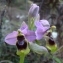  Ans Gorter - Ophrys tenthredinifera Willd. [1805]