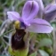 Ans Gorter - Ophrys tenthredinifera Willd. [1805]