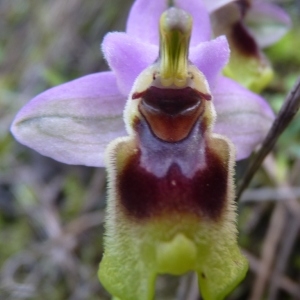 Photographie n°222480 du taxon Ophrys tenthredinifera Willd. [1805]