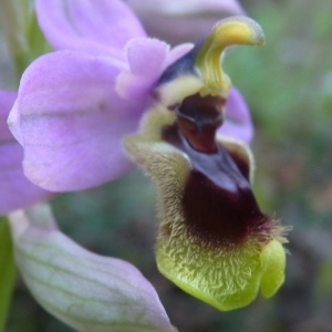 Photographie n°222481 du taxon Ophrys tenthredinifera Willd. [1805]