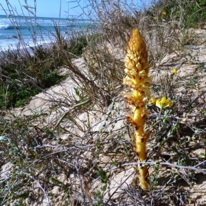 Photographie n°222484 du taxon Orobanche densiflora Salzm. ex Reut. [1847]