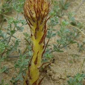 Photographie n°222487 du taxon Orobanche densiflora Salzm. ex Reut. [1847]