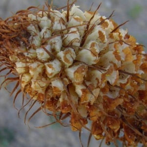 Photographie n°222489 du taxon Orobanche densiflora Salzm. ex Reut. [1847]