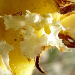 Orobanche densiflora Salzm. ex Reut.