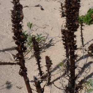  - Orobanche densiflora Salzm. ex Reut. [1847]