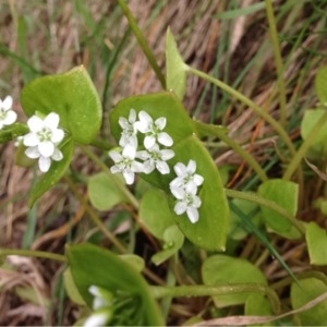 Photographie n°222495 du taxon Claytonia perfoliata Donn ex Willd. [1798]