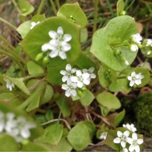 Photographie n°222496 du taxon Claytonia perfoliata Donn ex Willd. [1798]