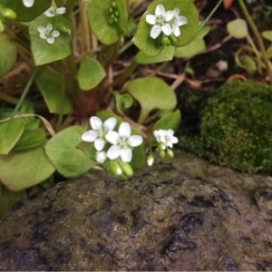 Photographie n°222498 du taxon Claytonia perfoliata Donn ex Willd. [1798]