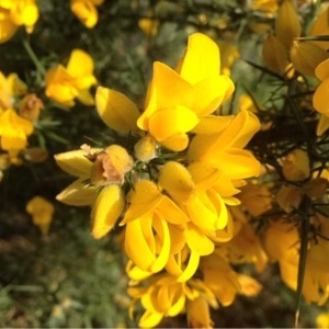 Photographie n°222502 du taxon Ulex europaeus L. [1753]