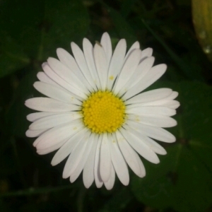 Photographie n°222521 du taxon Bellis perennis L. [1753]