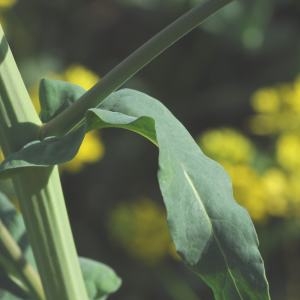 Photographie n°222529 du taxon Brassica napus subsp. oleifera (DC.) Metzg. [1833]