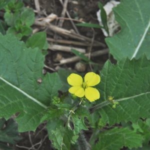 Photographie n°222530 du taxon Brassica napus subsp. oleifera (DC.) Metzg. [1833]