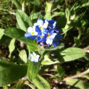 Photographie n°222543 du taxon Myosotis alpestris F.W.Schmidt [1794]